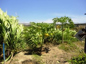 haiti_plantas